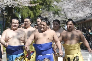 Lễ hội mùa xuân thú vị của các chàng sumo 