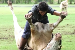Huấn luyện ngựa... tập yoga