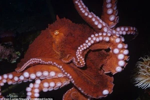 Kinh hoàng cảnh bạch tuộc khổng lồ tiêu diệt cá mập 