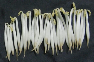 Cách phân biệt giá đỗ dùng chất kích thích nguy hiểm cho sức khỏe