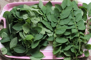 Rau ngót - “thuốc quý” chữa 10 bệnh