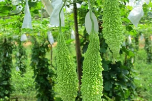 Tác dụng phụ của khổ qua