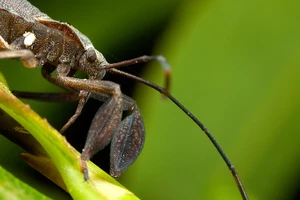 Ăn bọ xít, 1 người tử vong, hơn 20 người cấp cứu 