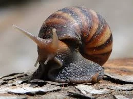 Ăn ốc ma, bé trai chín tuổi nhập viện