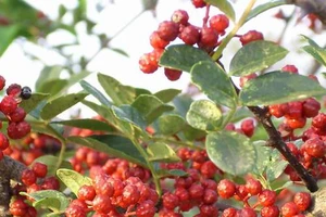 Bài thuốc chữa sưng lợi, đau răng hiệu quả 