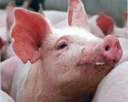 Một người tử vong vì ăn heo chết 