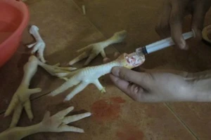 Chân gà "độn" nước, dân nhậu phát kinh