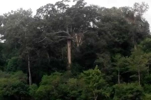 Bí ẩn lời nguyền: “Rừng loạn luân”