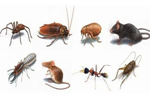 Cách diệt côn trùng trong nhà