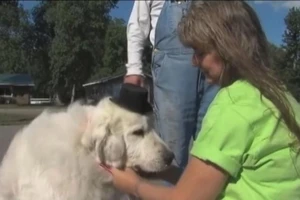 Chú chó trúng cử thị trưởng thị trấn tại Mỹ