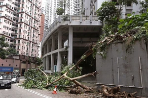 Mổ lấy thai nhi từ sản phụ đã chết