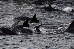 Lực lượng ‘đặc nhiệm cá heo’ chính thức thuộc về Nga