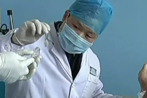 Dùng giòi điều trị bệnh tiểu đường 