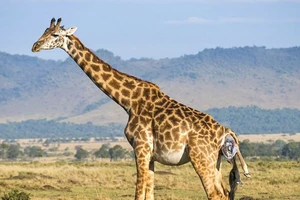 Chứng kiến khoảnh khắc chào đời của chú hươu cao cổ con