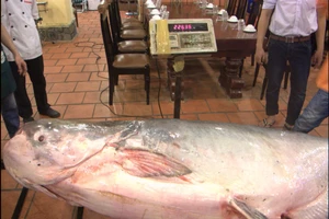 'Thủy quái' - cá tra dầu gần 230kg về TP.HCM