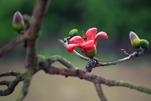 Miên man hoa gạo tháng 3