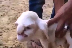 Chú cừu có mặt giống ông già nổi giận