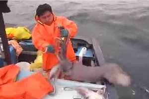  Câu được mực khủng