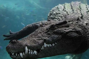 Bà mẹ quyết chiến với cá sấu, giải cứu con