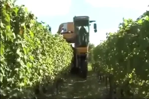  Công nghệ thu hoạch nho, dâu tây, bắp cải siêu nhanh