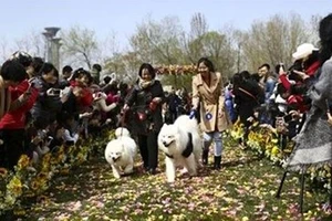 Đám cưới tập thể dành cho những chú chó cưng