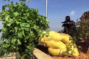 Củ cải ‘khổng lồ’ to bằng trẻ 3 tuổi