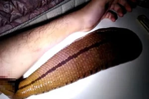 Clip người đàn ông 'nuôi' đỉa bằng máu của mình