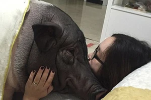 Chồng ghen tỵ vì vợ suốt ngày ăn ngủ với... lợn cưng