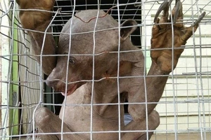 Sự thật về sinh vật 'ngoài hành tinh' xuất hiện tại Malaysia