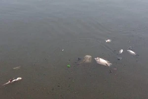 Cá lại chết hàng loạt trên kênh Nhiêu Lộc – Thị Nghè