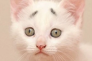 Chú mèo gây sốt nhờ cặp “lông mày” khác thường