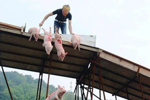 Quái chiêu cho heo “bay” để hút du khách