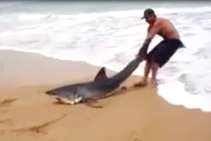 Chàng trai dũng cảm giải cứu cá mập mắc cạn 