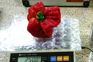 Quả dâu tây đột biến 'khổng lồ' nặng 250gr ở Nhật