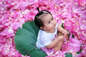 Hà Nội rực rỡ mùa hoa sen