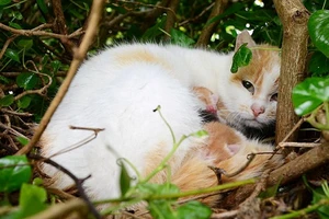 Kỳ lạ mèo đẻ con trong chiếc tổ chim trên cây