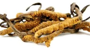Coi chừng mua đông trùng hạ thảo ‘dỏm’