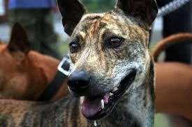 Trẻ ba tuổi bị chó Phú Quốc tấn công phải khâu gần 200 mũi