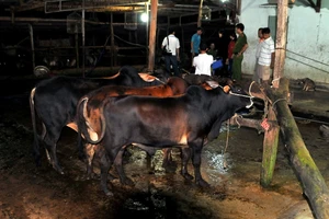 Bắt quả tang cơ sở bơm nước cho bò trước khi giết mổ