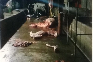 Bị phạt 13,5 triệu đồng vì giết mổ bò trái phép