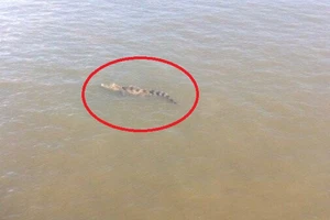 Đang vây bắt cá sấu sổng chuồng bơi trên sông Xoài Rạp