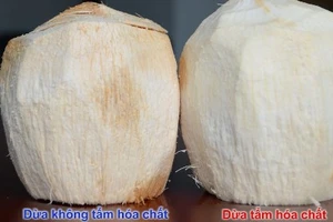 Cách phát hiện dừa bị “tắm trắng“