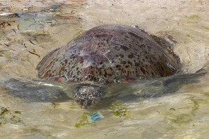 Thả rùa 'khủng', quý hiếm về biển