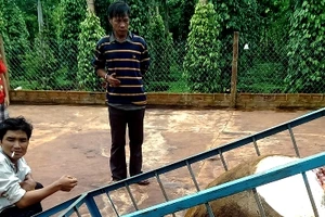 Trộm bò rồi chặt lấy 2 cái đùi 