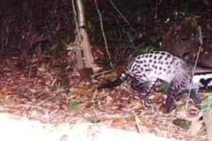 Phát hiện loài cầy được cho là tuyệt chủng ở Việt Nam