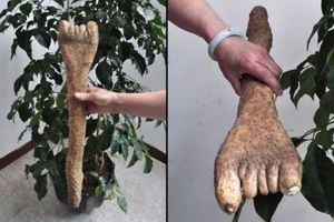 Những củ quả đột biến gen kỳ dị nhất thế giới