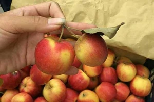 Sự thật về loại táo đá Hà Giang bán trên thị trường