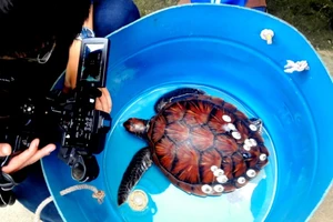 Rùa quý dính lưới, ngư dân thả lại biển