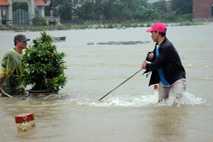 Người dân Bình Định 'vật lộn' trong lũ để cứu mai