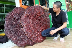Nam thanh niên Quảng Nam sở hữu 2 nấm linh chi 'khủng'